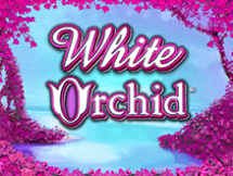 White Orchid